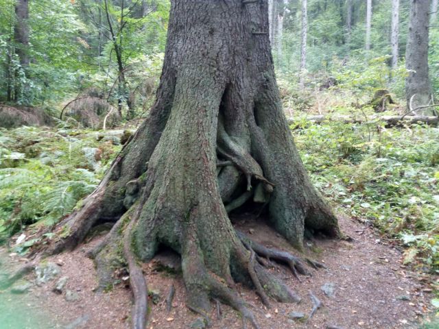 Urwaldbaum Urwaldbaum