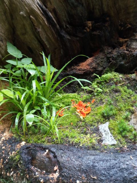 Pilzblume Pilzblume